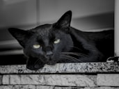 National Black Cat Appreciation Day