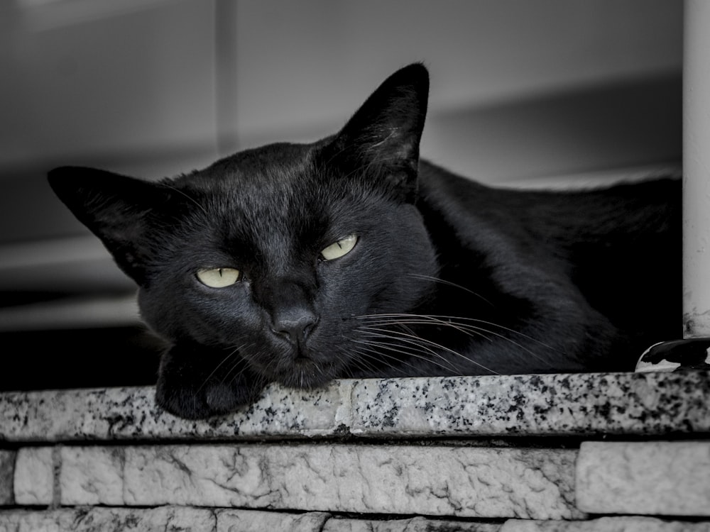 Schwarze Katze, die sich tagsüber an Keramikfliesen lehnt