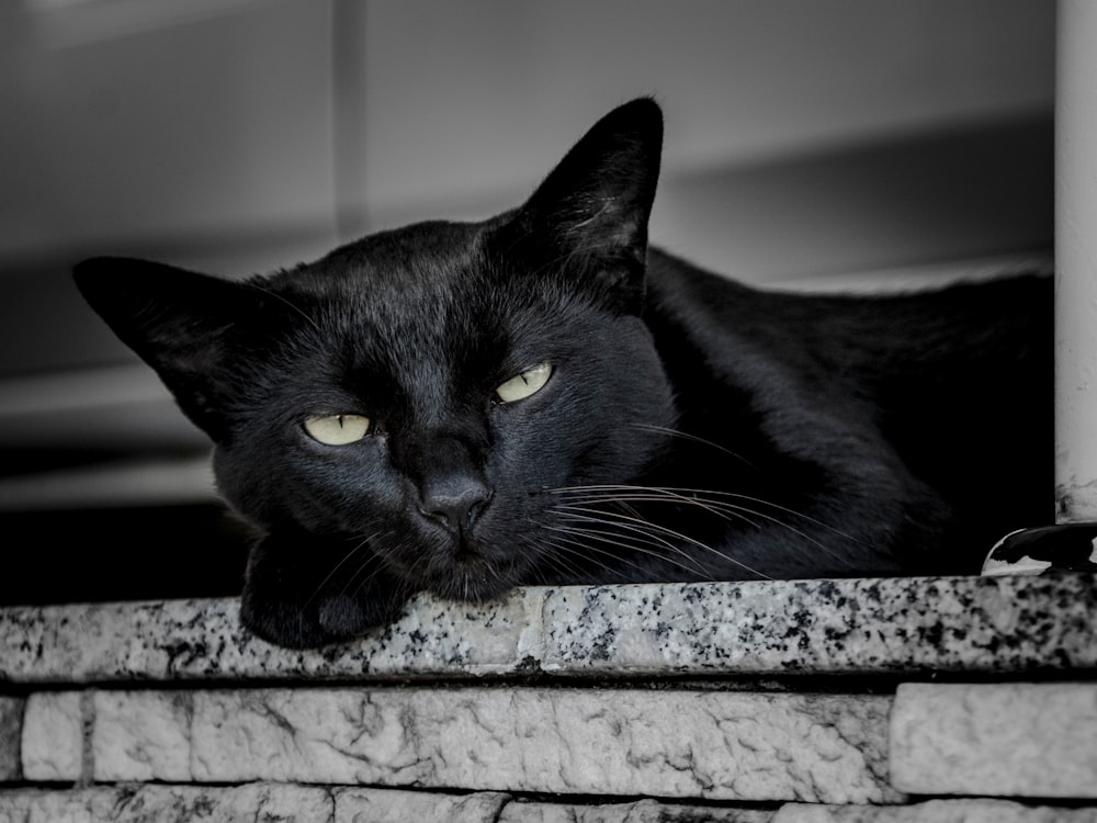 black cat leaning on ceramic tile during daytime
