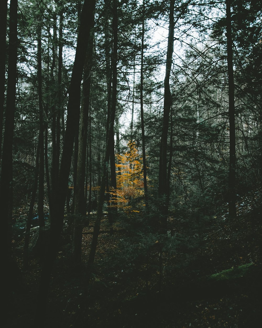 green leafed trees