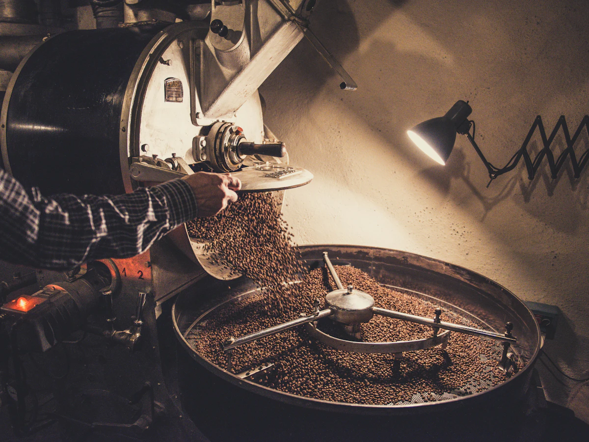 Roaster pouring green coffee beans into a drum roasting machine