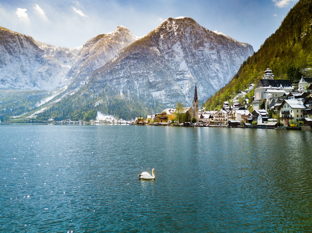 white bird floating on water in front of moutain