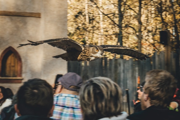 An owl is captured in mid-flight with its wings spread wide. The background shows a blurred audience of people, suggesting a live demonstration or event. Trees and a rustic structure are visible, hinting at an outdoor or nature-themed setting.