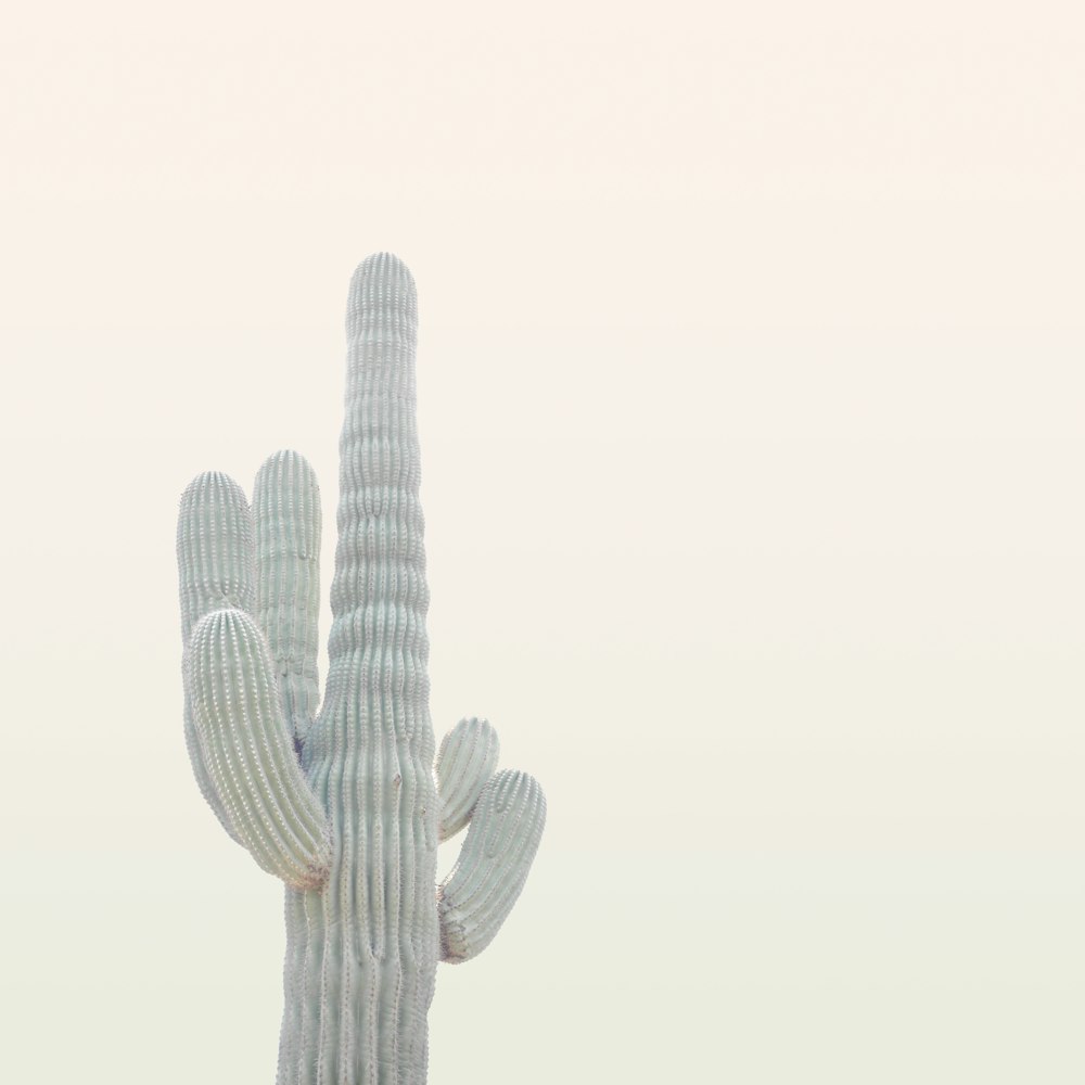 Foto der grauen Kaktuspflanze