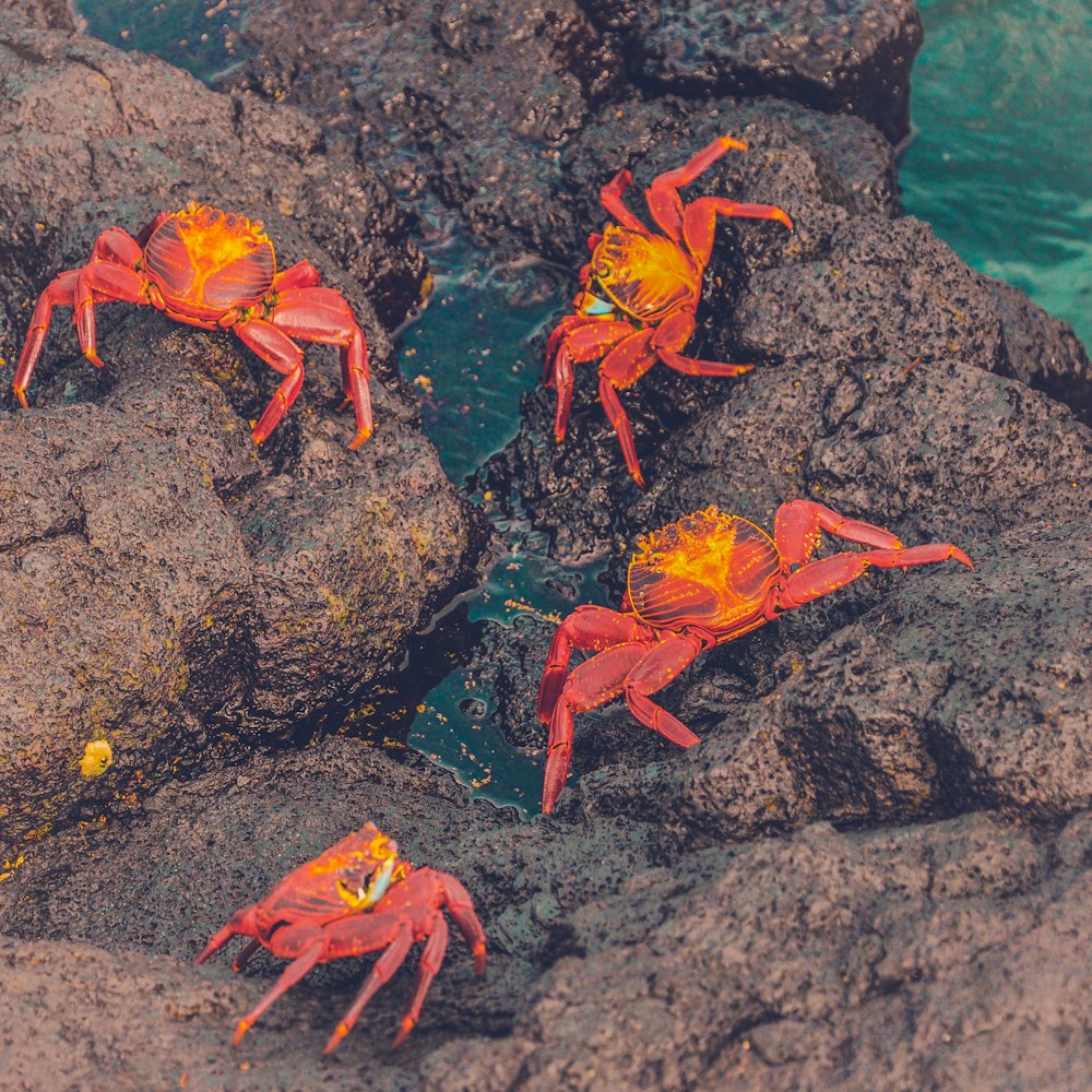 four crabs on brown rock