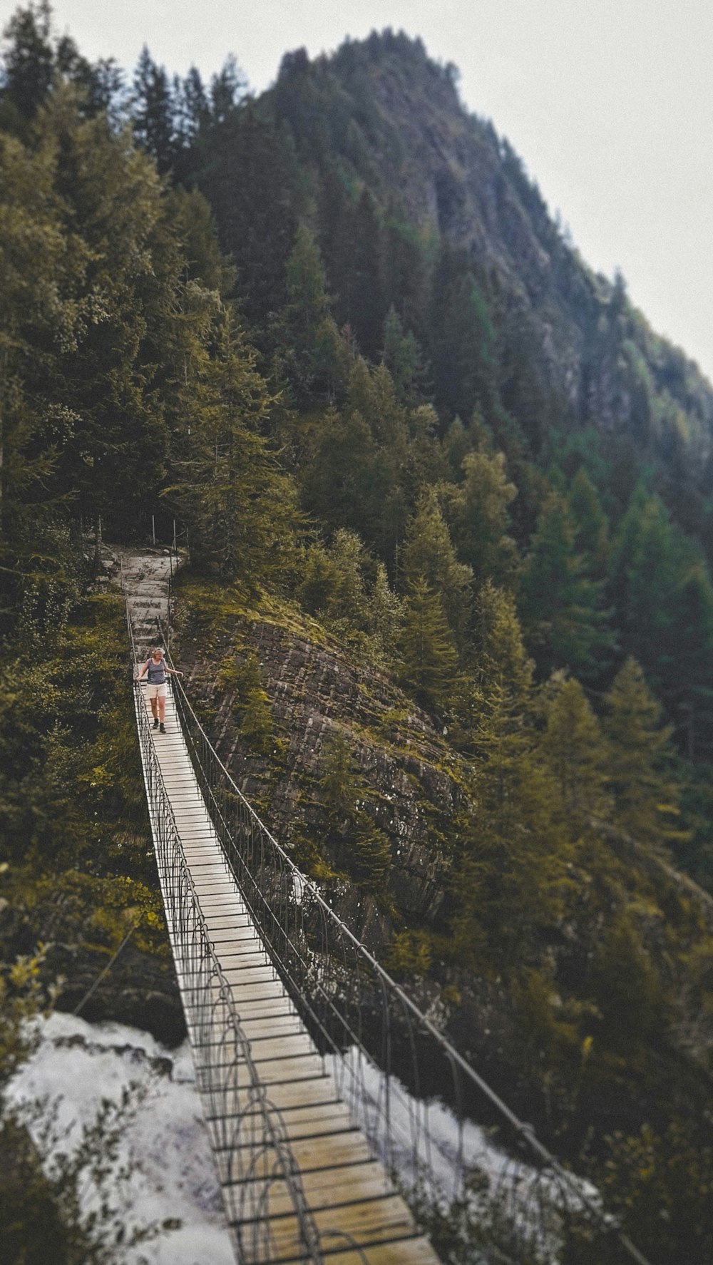 Foto de un puente de madera rodeado de altos árboles de hojas verdes