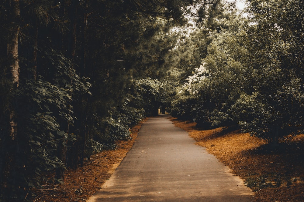 green trees beside a black road