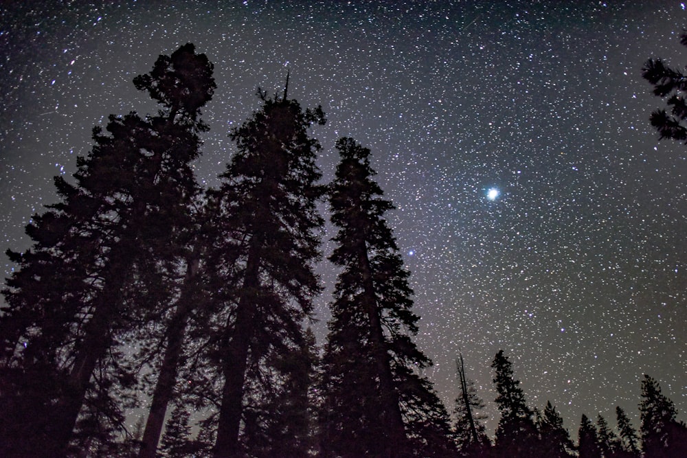 scenery of trees during night