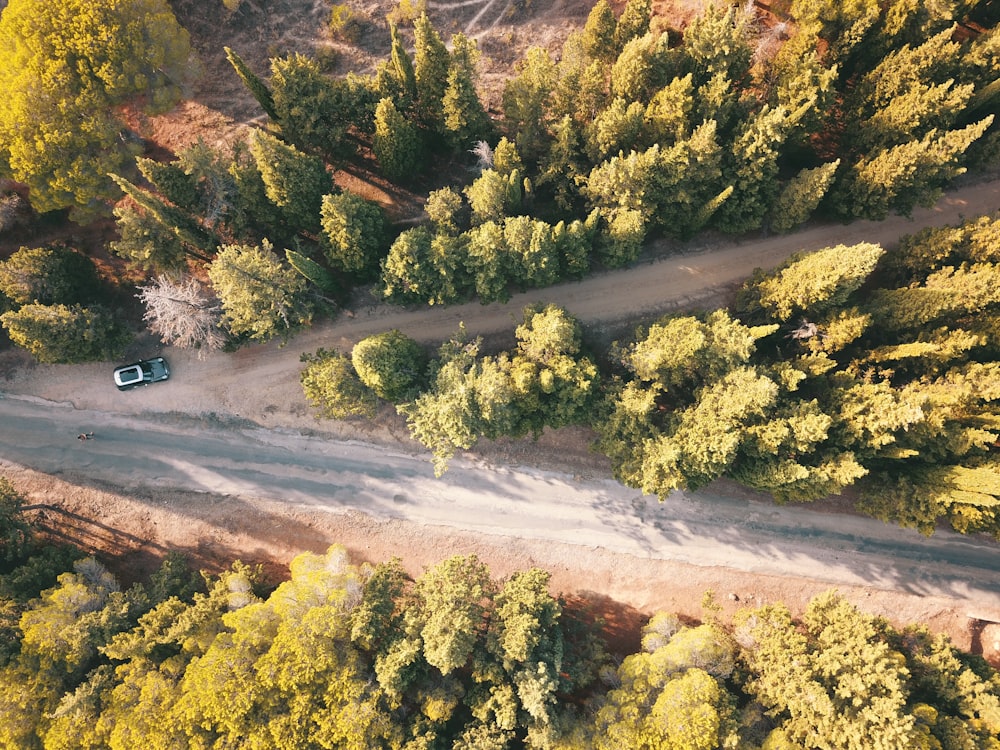 aerial photo of concrete road surrounded by trees