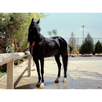 A sleek black horse stands gracefully beside a metal railing, its mane cascading down one side. It is tethered with a red rope under bright daylight. The setting is outdoors, bordered by trees and a fence in the background, creating a serene and natural atmosphere.
