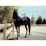 A sleek black horse stands gracefully beside a metal railing, its mane cascading down one side. It is tethered with a red rope under bright daylight. The setting is outdoors, bordered by trees and a fence in the background, creating a serene and natural atmosphere.