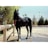 A sleek black horse stands gracefully beside a metal railing, its mane cascading down one side. It is tethered with a red rope under bright daylight. The setting is outdoors, bordered by trees and a fence in the background, creating a serene and natural atmosphere.