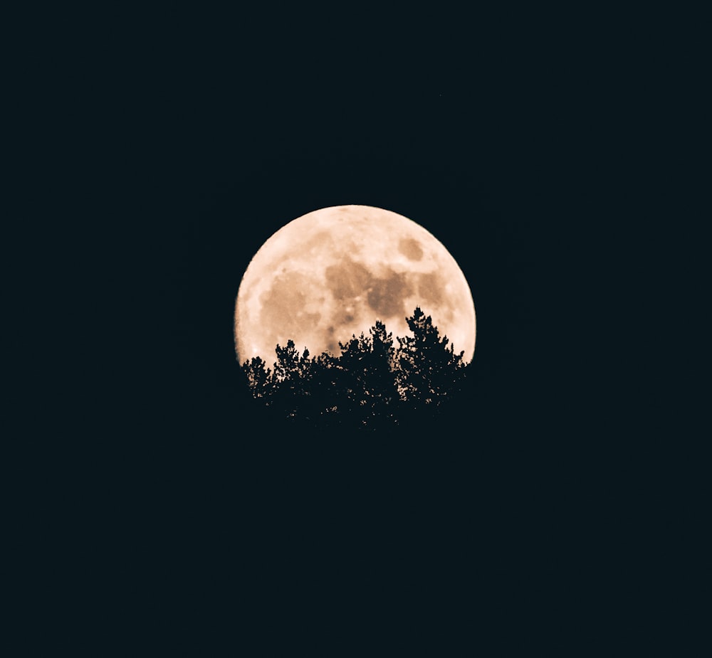 full moon behind a tree silhouettes