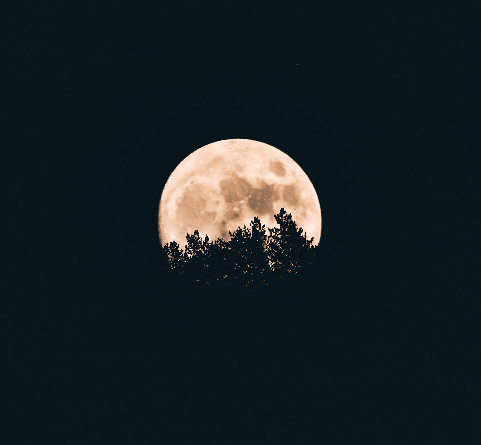 A full moon rising behind a line of trees.