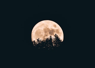 full moon behind a tree silhouettes