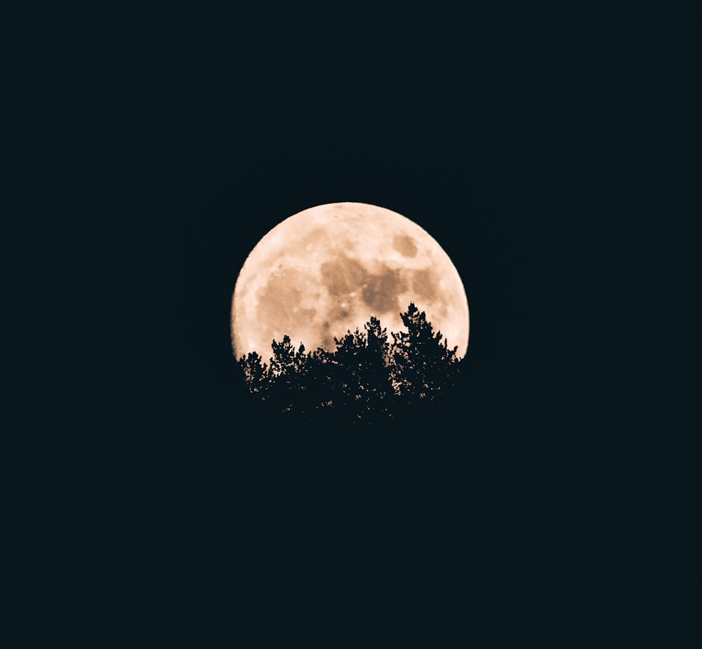 Siluetas de luna llena detrás de un árbol