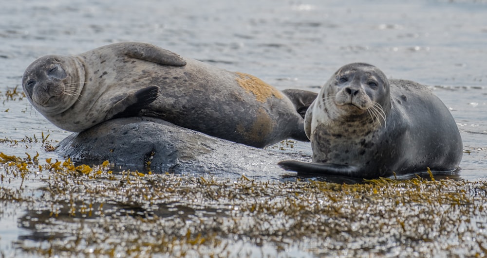 two sea lion near body of water during daytime