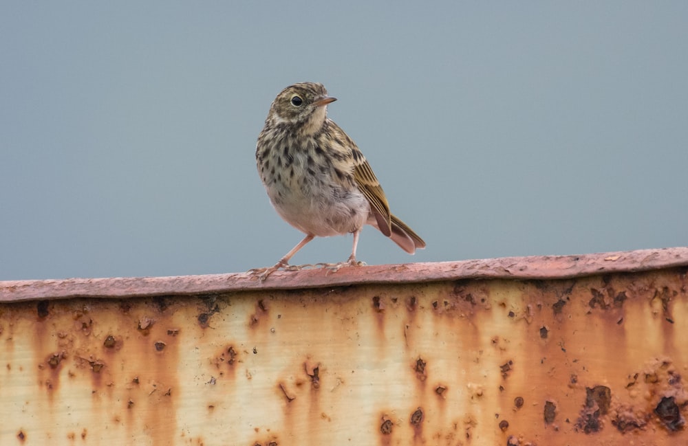 brown bird perching on brown metal