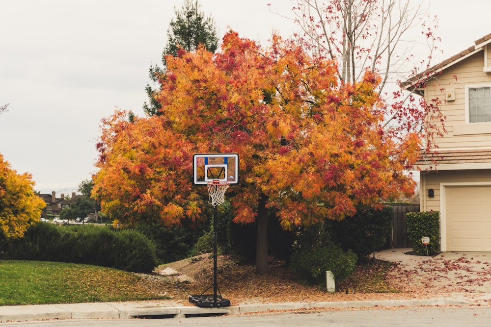 canestro da basket in bianco e nero vicino all'albero