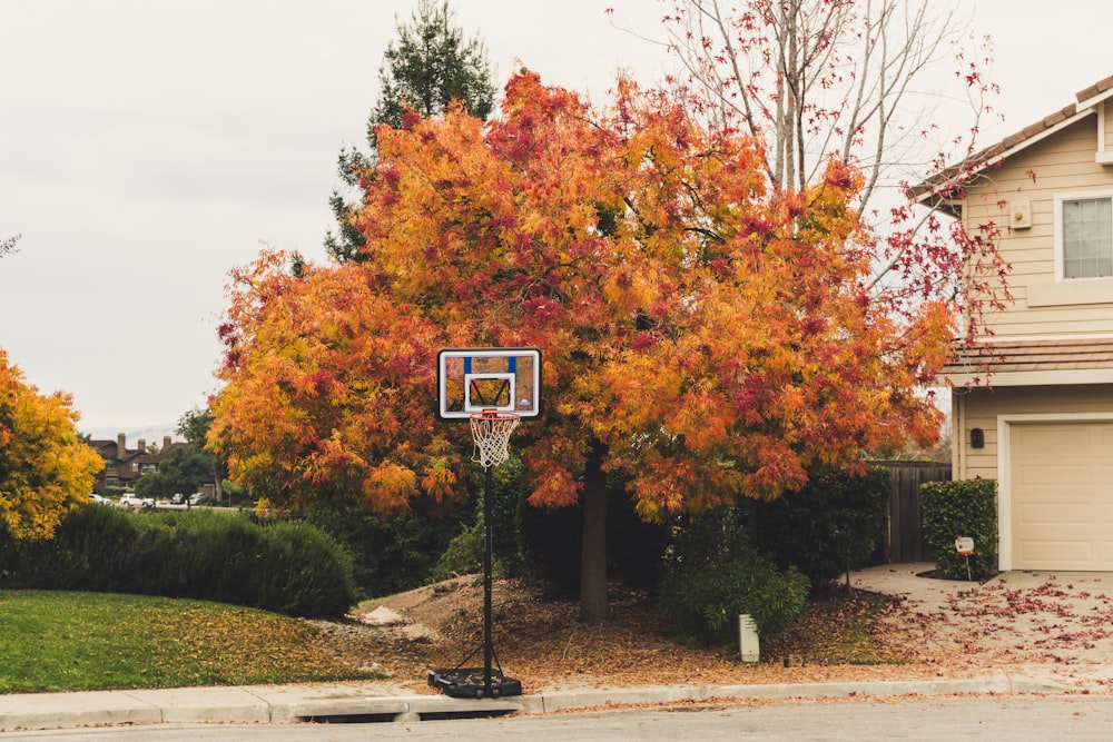 Aro de baloncesto blanco y negro cerca de un árbol