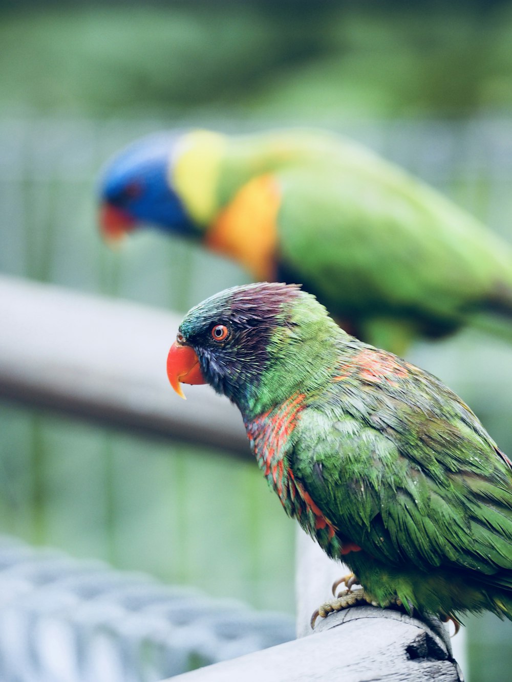 green and red bird in shallow focus photography