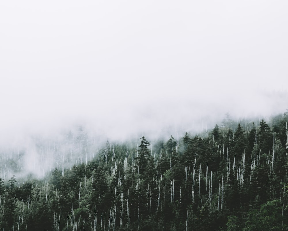 Scenario di alberi sotto una nebbia