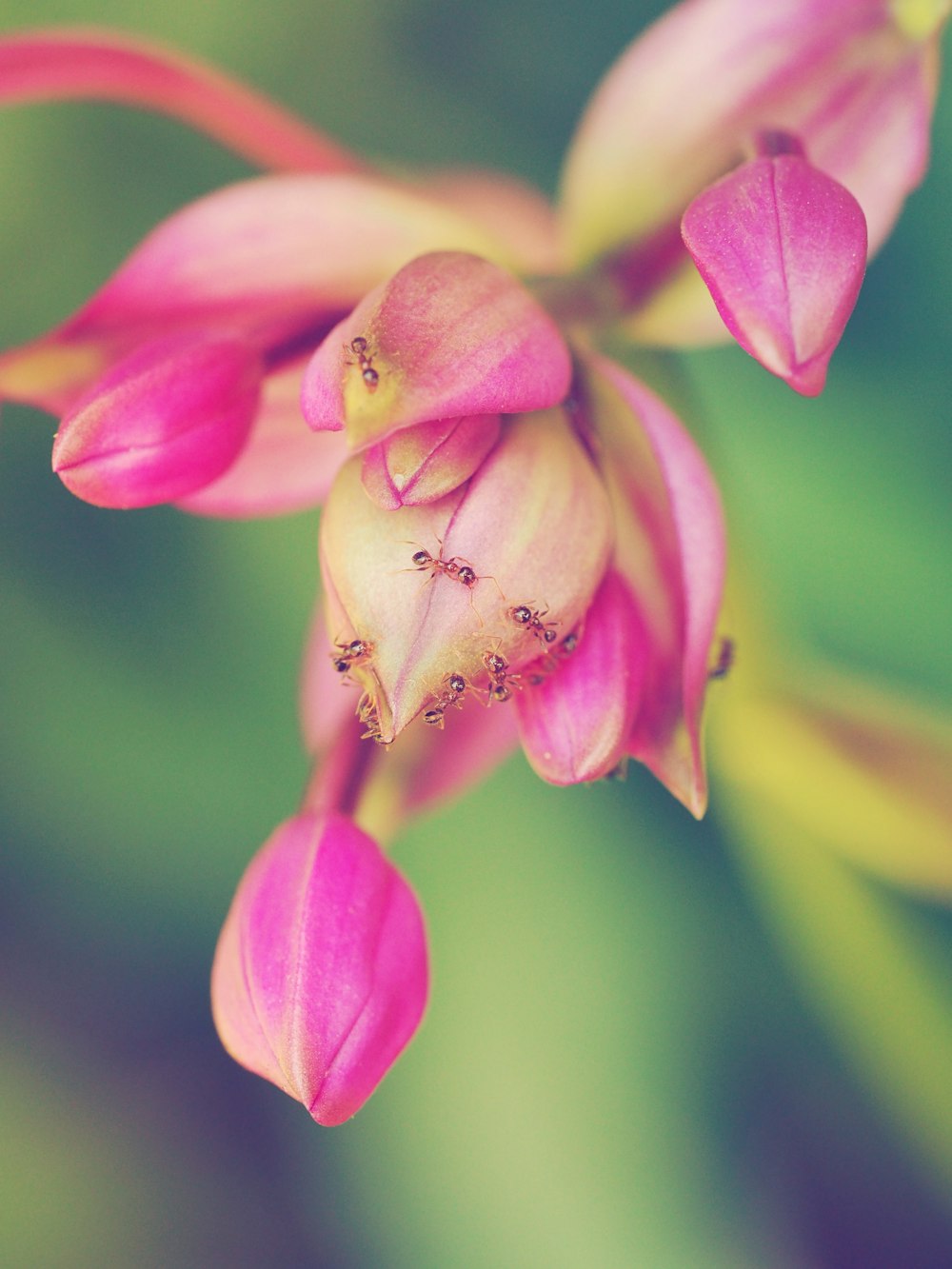 macro photograph of ants on pink flowers