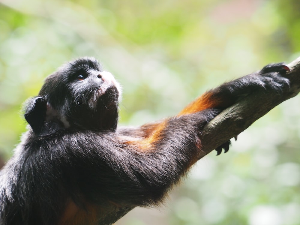 black primate on wood branch