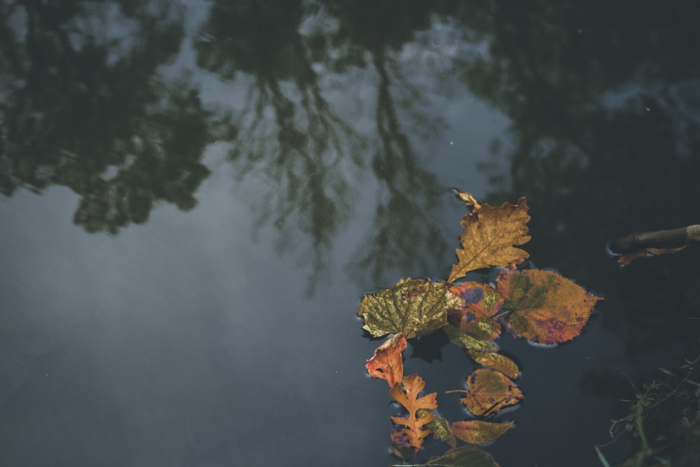several dried leaves floating on body of water