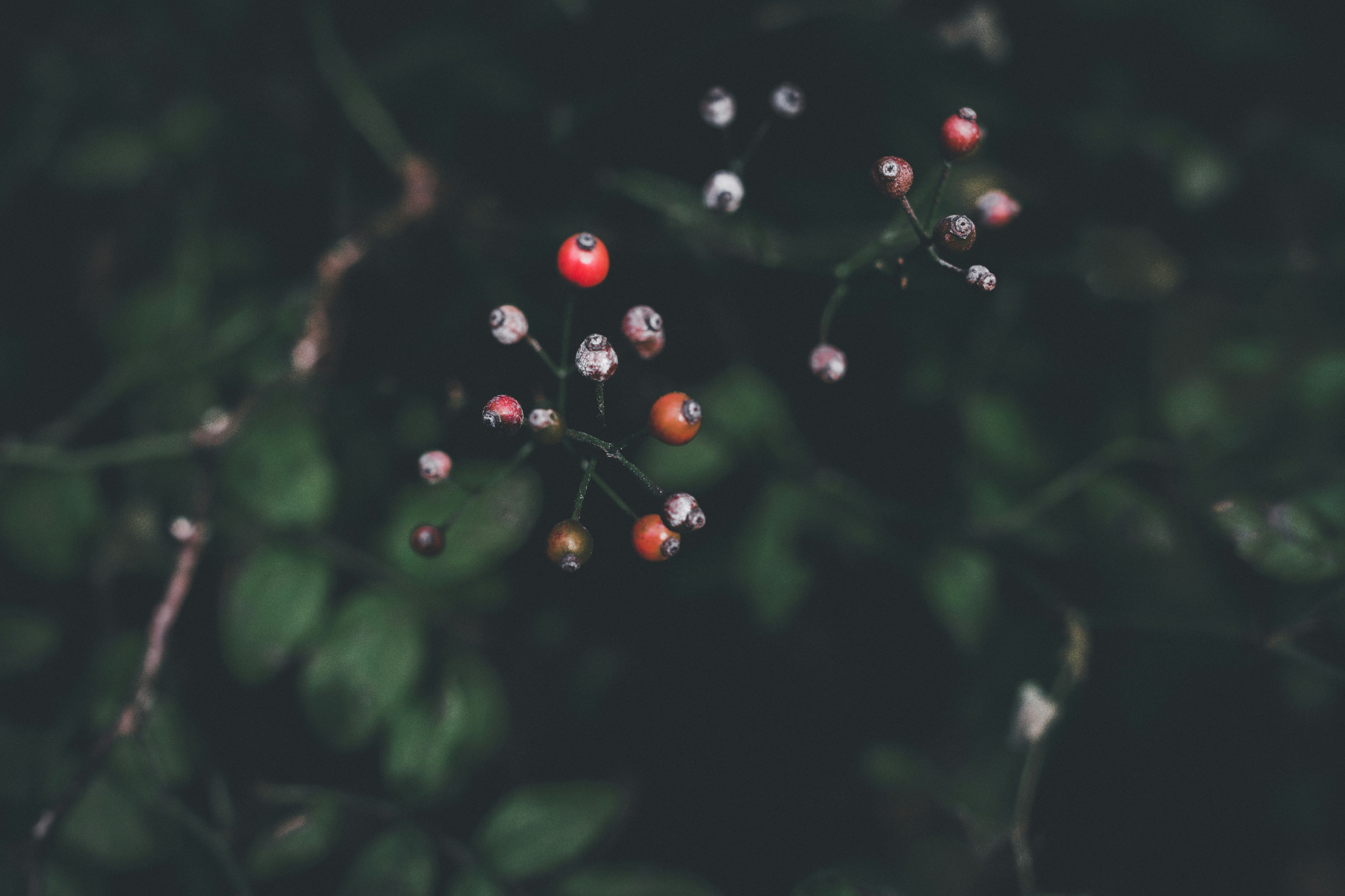 Photo by crystaltubens