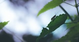 A small insect with long antennae is perched on a large green leaf, surrounded by other similar leaves. The background is blurred, featuring soft shades of blue and white, creating a serene and natural atmosphere.