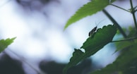 A small insect with long antennae is perched on a large green leaf, surrounded by other similar leaves. The background is blurred, featuring soft shades of blue and white, creating a serene and natural atmosphere.