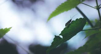A small insect with long antennae is perched on a large green leaf, surrounded by other similar leaves. The background is blurred, featuring soft shades of blue and white, creating a serene and natural atmosphere.