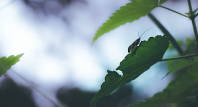 A small insect with long antennae is perched on a large green leaf, surrounded by other similar leaves. The background is blurred, featuring soft shades of blue and white, creating a serene and natural atmosphere.