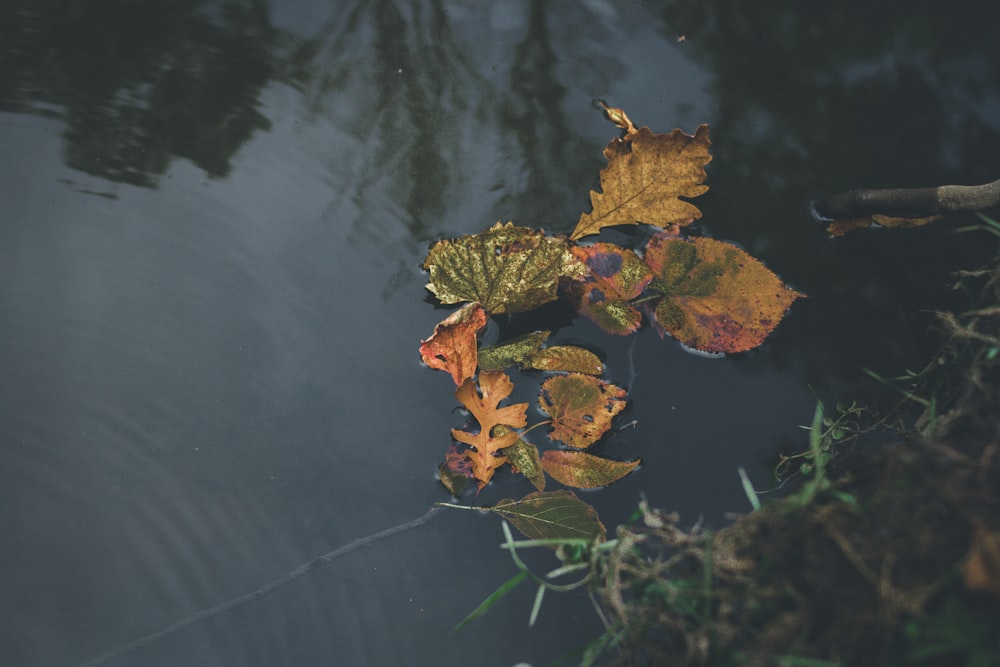 水域の茶色の乾燥した葉