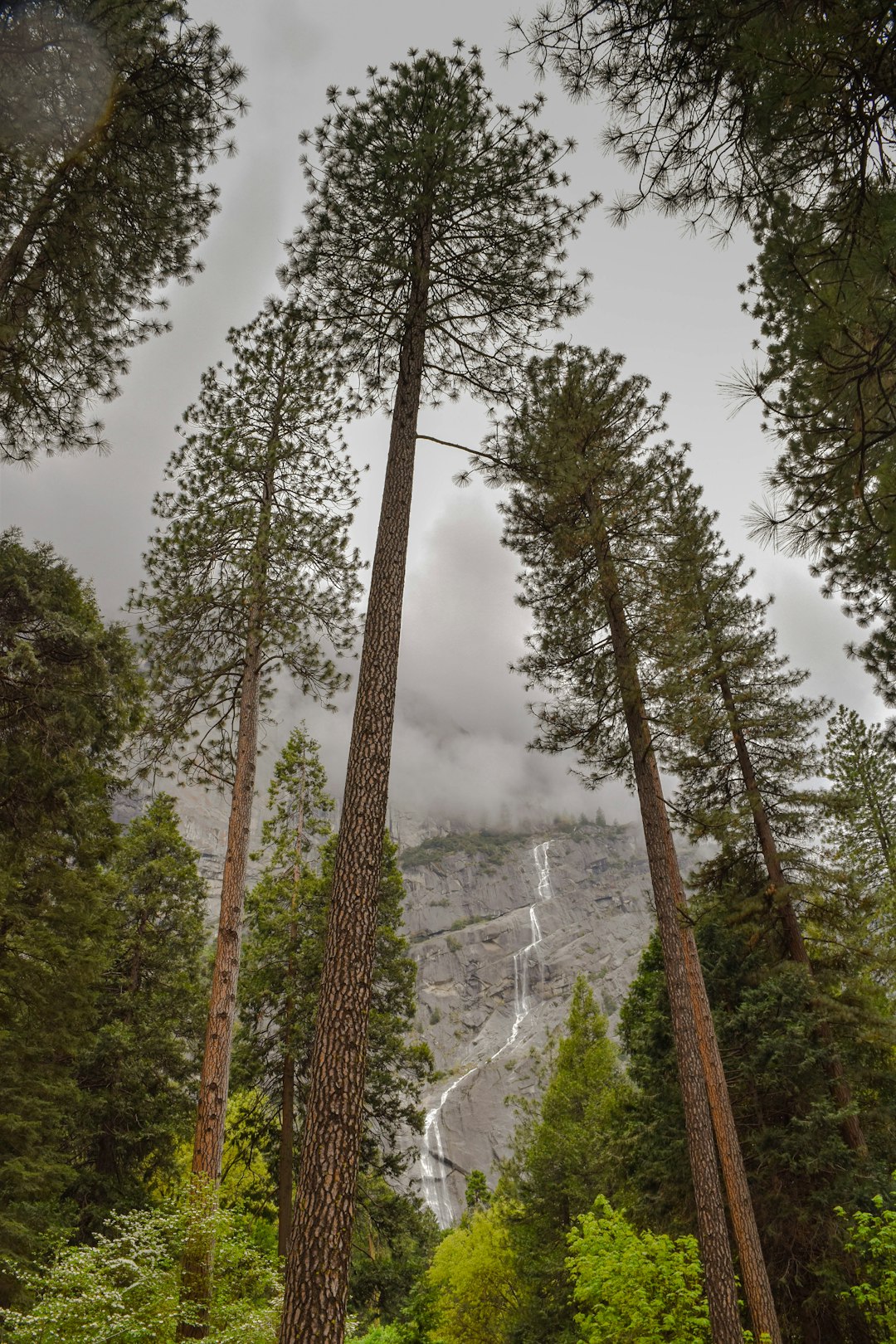 Forest photo spot Yosemite Valley Yosemite Falls