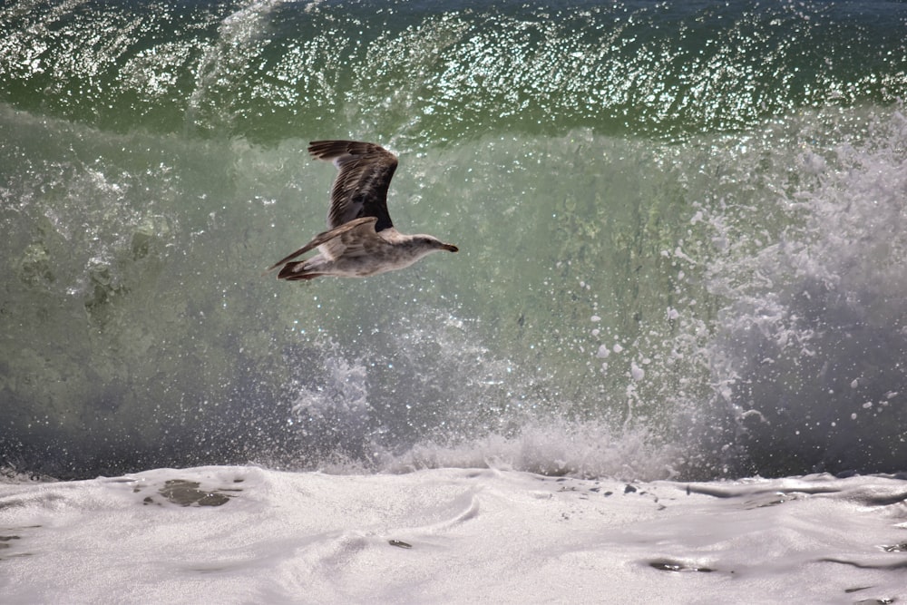 gray bird flying above body of water during daytime