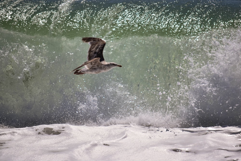 낮에 물 위를 날고 있는 회색 새