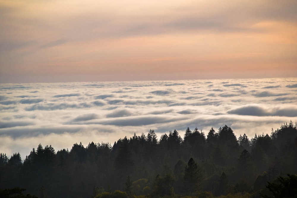 green trees and clouds