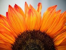closeup photo of sunflower