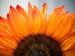 closeup photo of sunflower