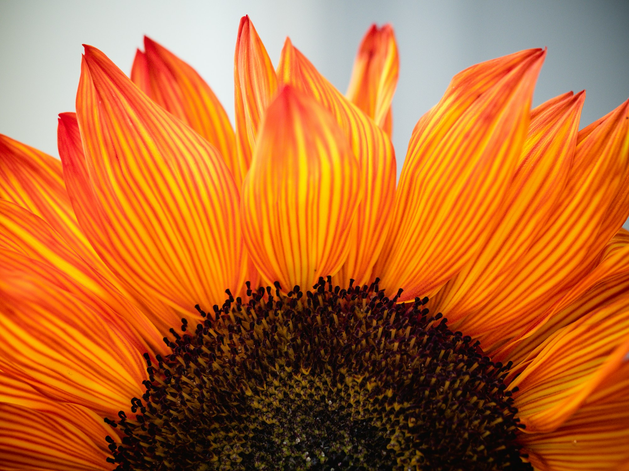 Gratitude.  Sunflower, adorning the Thanksgiving holiday table.