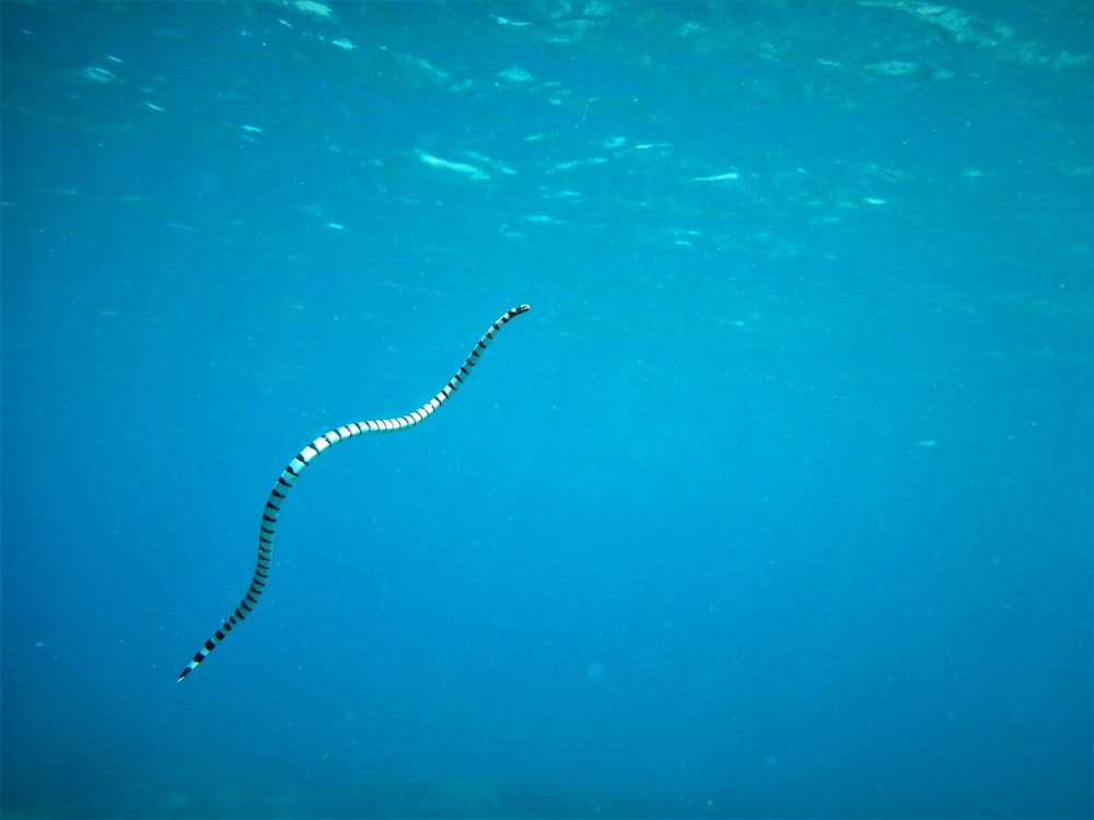 white and black snake underwater