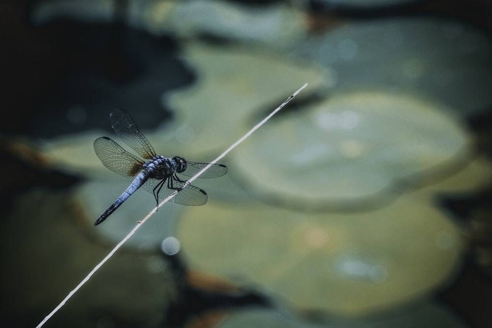 blue dragonfly on stick