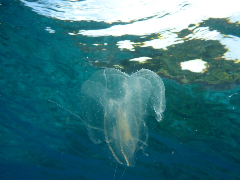 underwater photo of white jellyfish