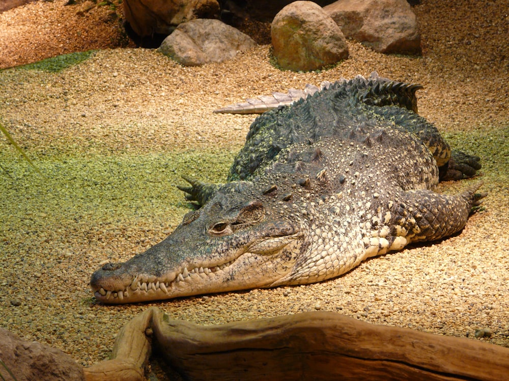 crocodile brun d’eau salée