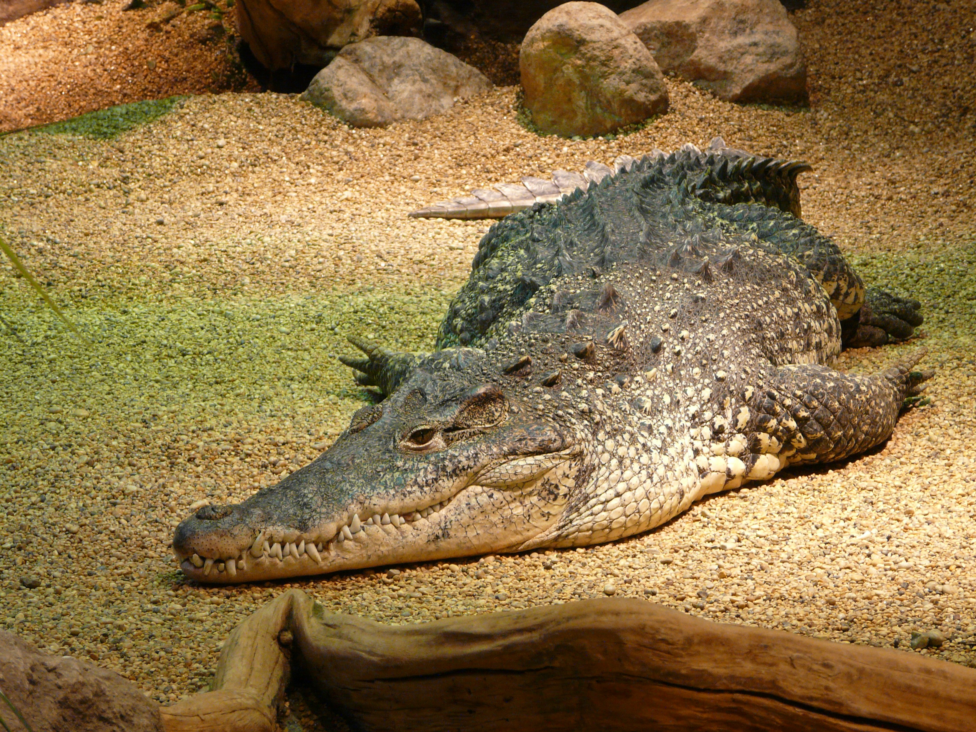Lazy crocodile