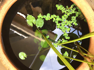Close-up of water reservoir filling in a Plantto pot, highlighting the self-watering feature.