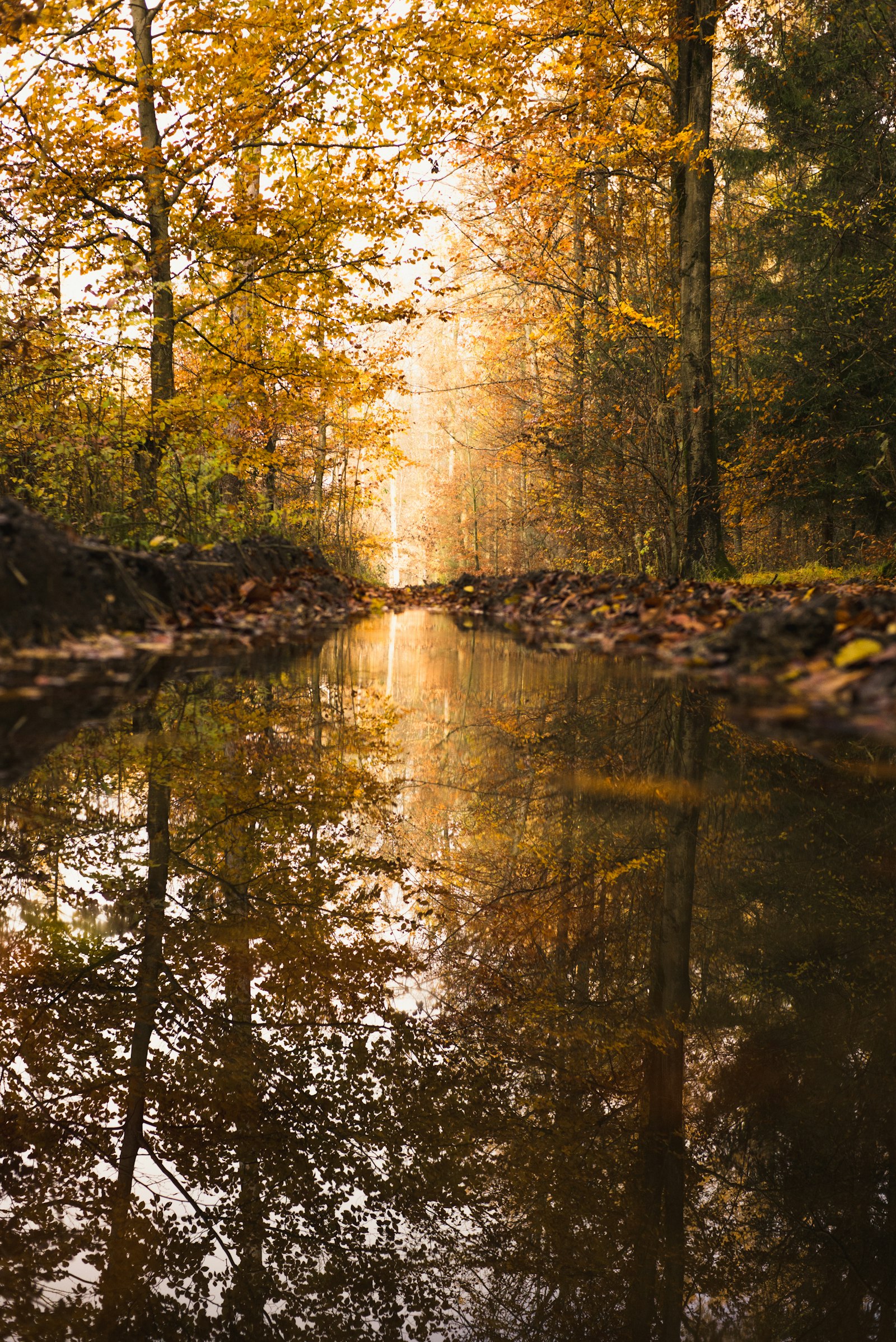 Leica M (Typ 240) sample photo. River between trees photography