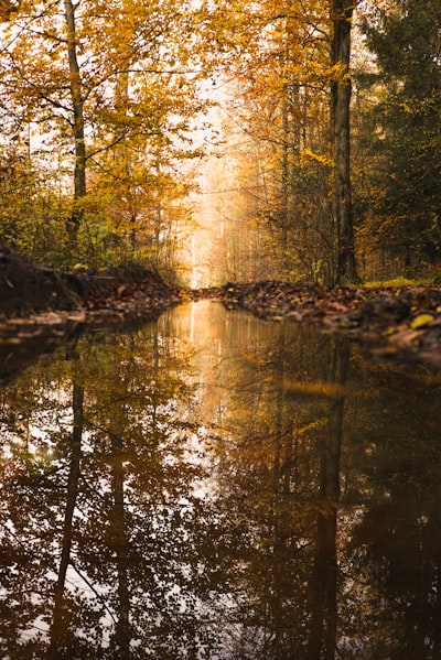 river between trees